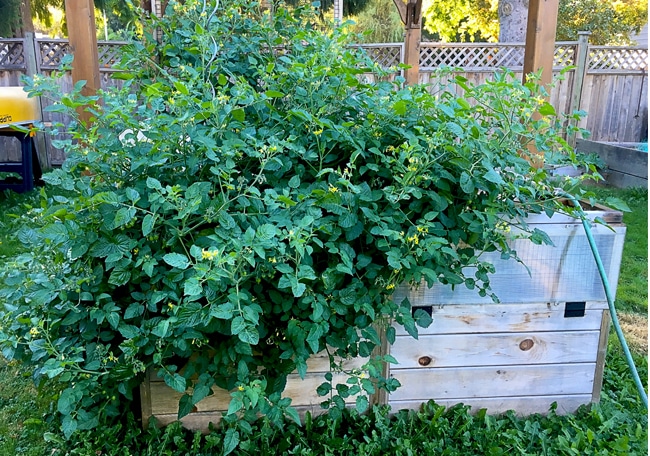 Gardening Raised Bed Greenhouse 6x3 8 web