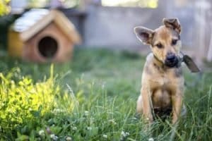 dog 400x266 1 300x200 1