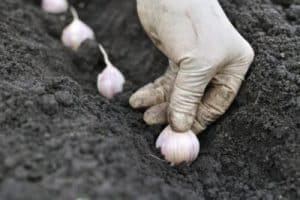 Grow Your Own Garlic 400x266 1 300x200 1