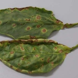 cercospora pepper 1 650x394 1 300x300 1