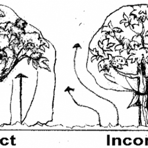 protect plants 650x319 1 300x300 1