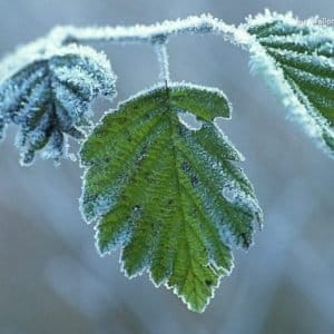 wallcoo.com winter scene 19 650x488 1 300x300 1