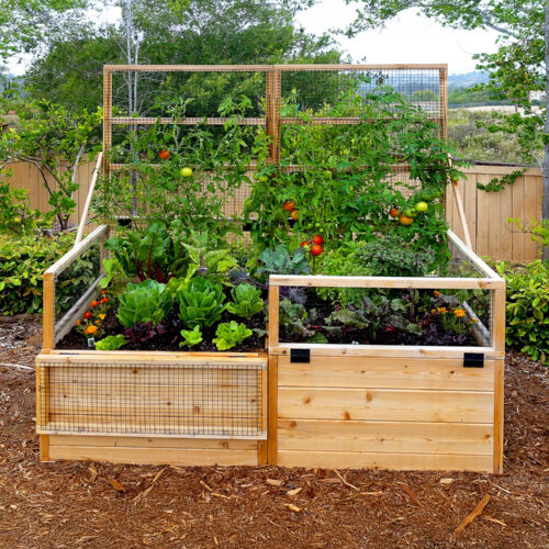rb63 trellis olt 1